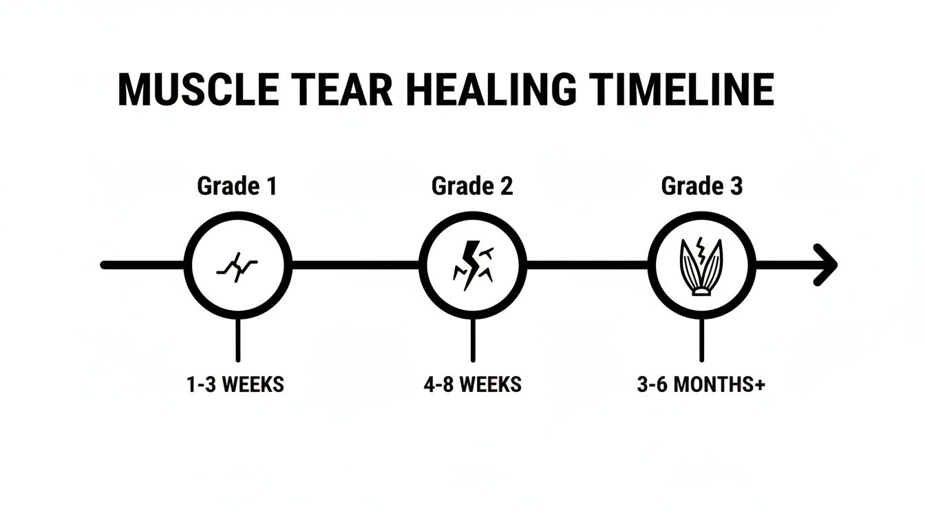 Diagram illustrating muscle tear healing timelines: Grade 1 (1-3 weeks), Grade 2 (4-8 weeks), Grade 3 (3-6 months+).
