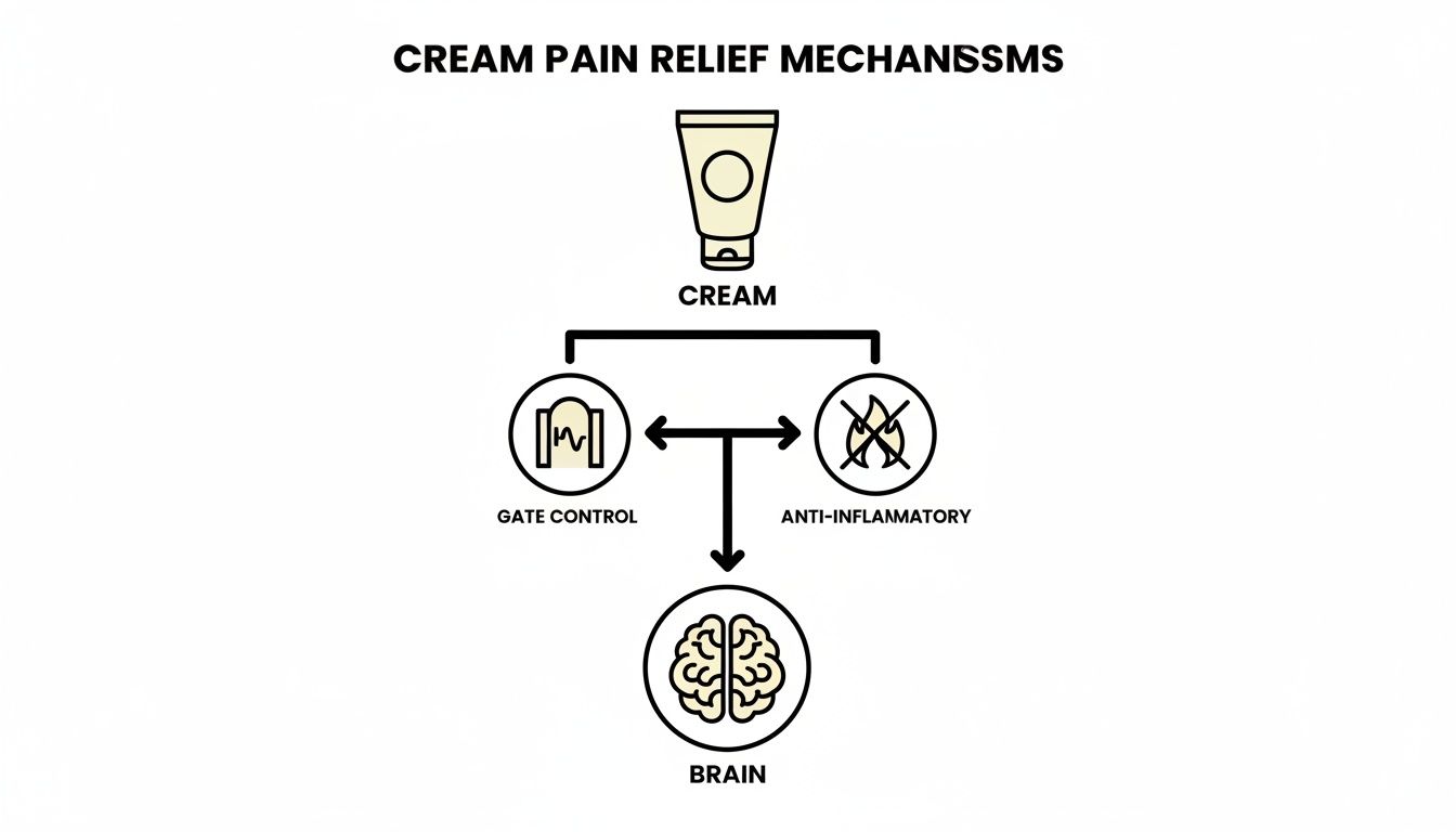 Diagram illustrating cream pain relief mechanisms: gate control and anti-inflammatory pathways leading to the brain.