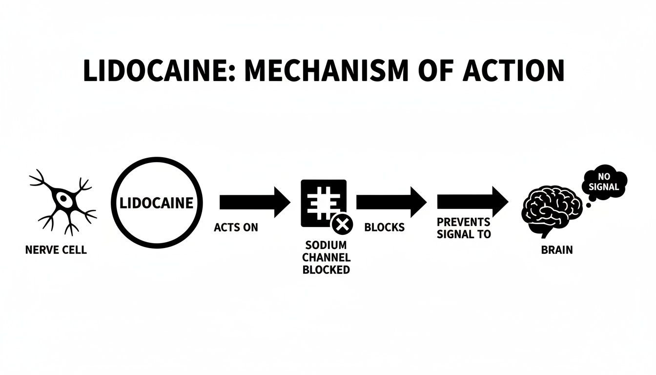 Diagram illustrating lidocaine's mechanism: blocking nerve cell sodium channels to prevent brain signals.