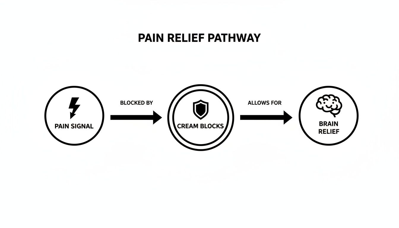A diagram illustrating the pain relief pathway where a pain signal is blocked by cream, leading to brain relief.