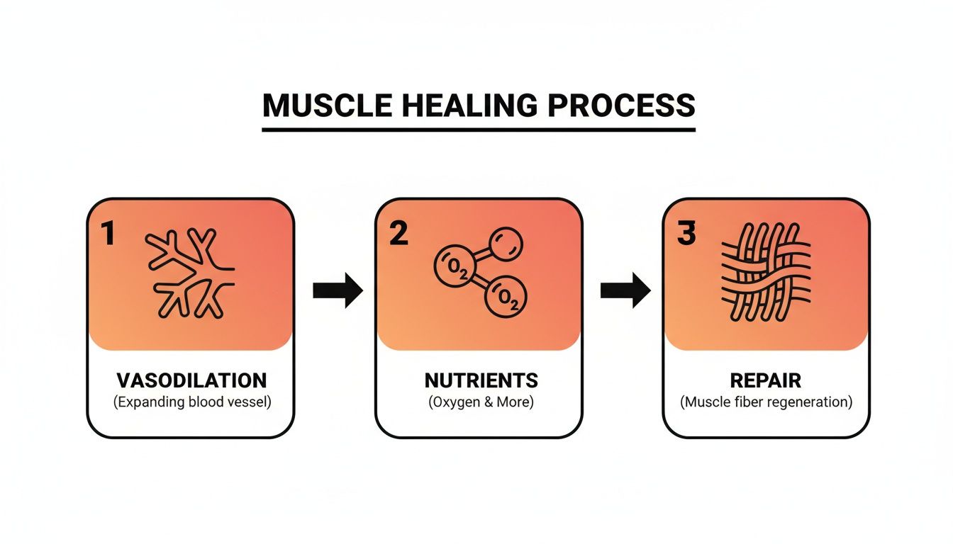 Diagram showing the muscle healing process in three steps: vasodilation, nutrient delivery, and muscle fiber repair.