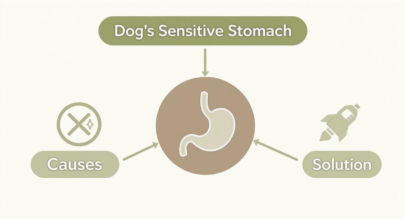 An infographic illustrating a dog's sensitive stomach, showing causes, a stomach icon, and potential solutions.