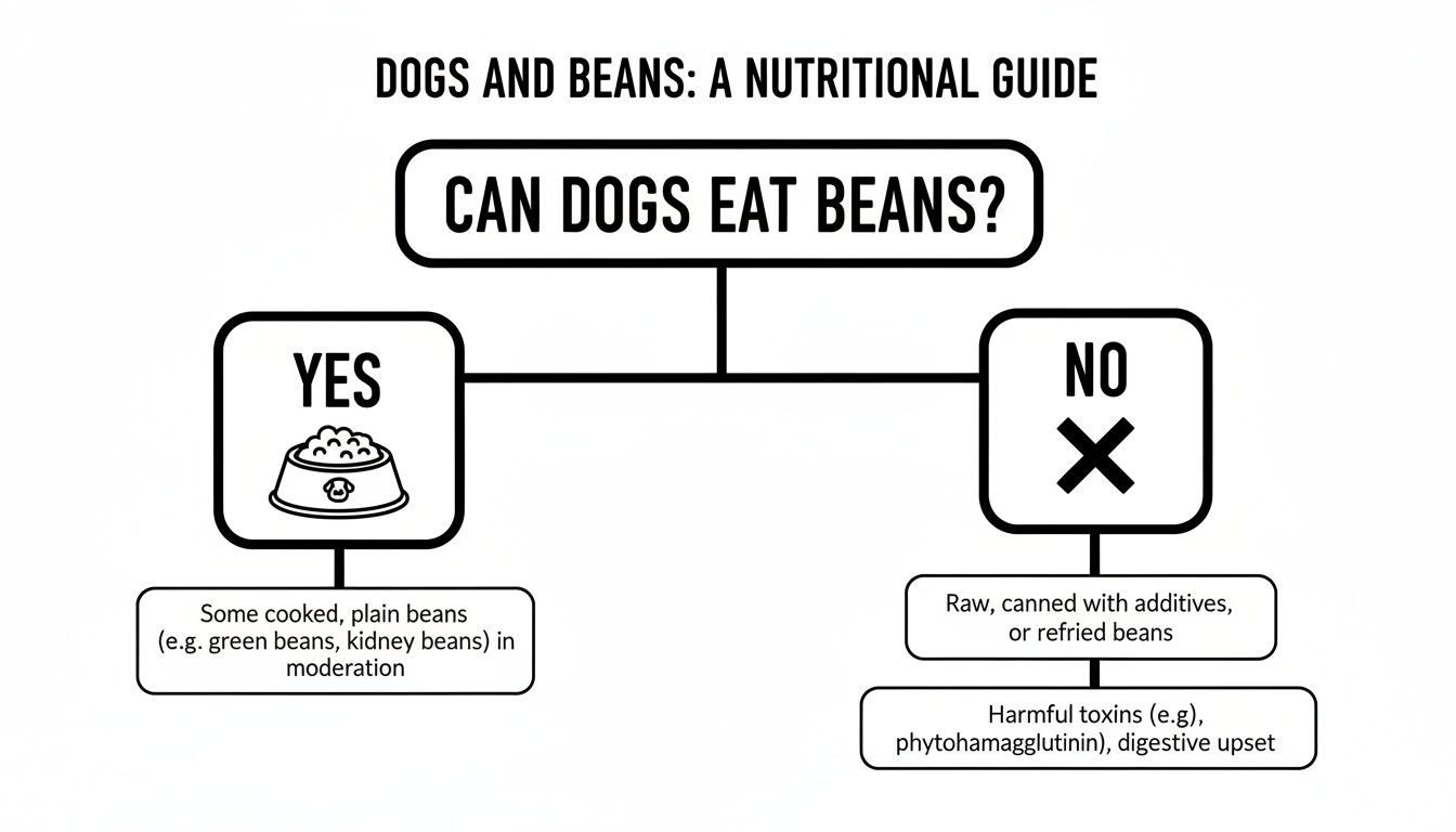 A nutritional guide for dogs and beans, showing safe (cooked) and unsafe (raw, canned) types.