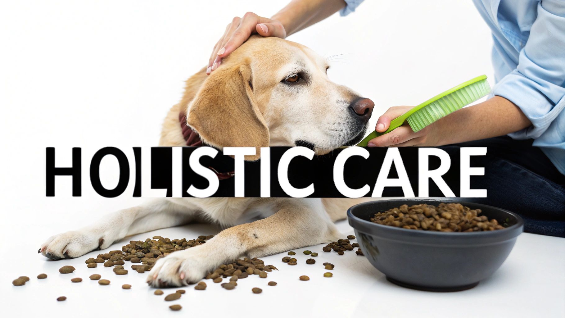 A person gently pets and brushes a golden retriever, with dog food nearby, symbolizing holistic pet care.