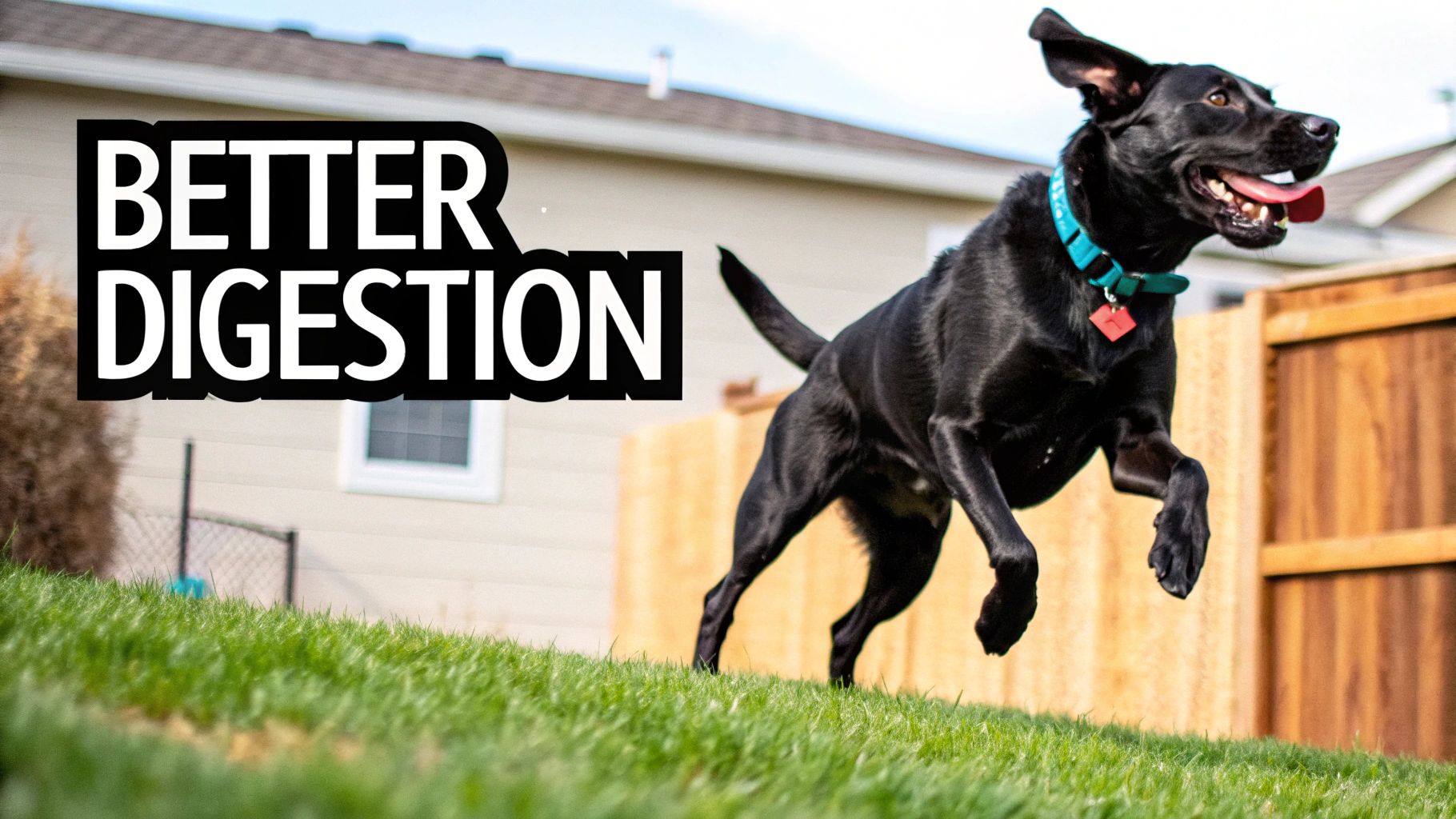 A happy black Labrador dog in a blue collar jumps energetically on a grassy hill, with text 'BETTER DIGESTION' overlaid.
