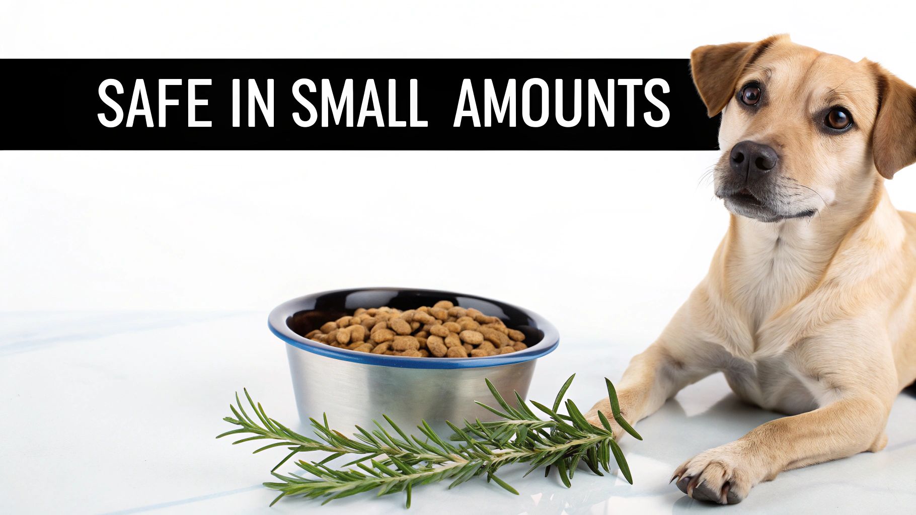 A dog sitting patiently next to a sprig of fresh rosemary on a wooden table.