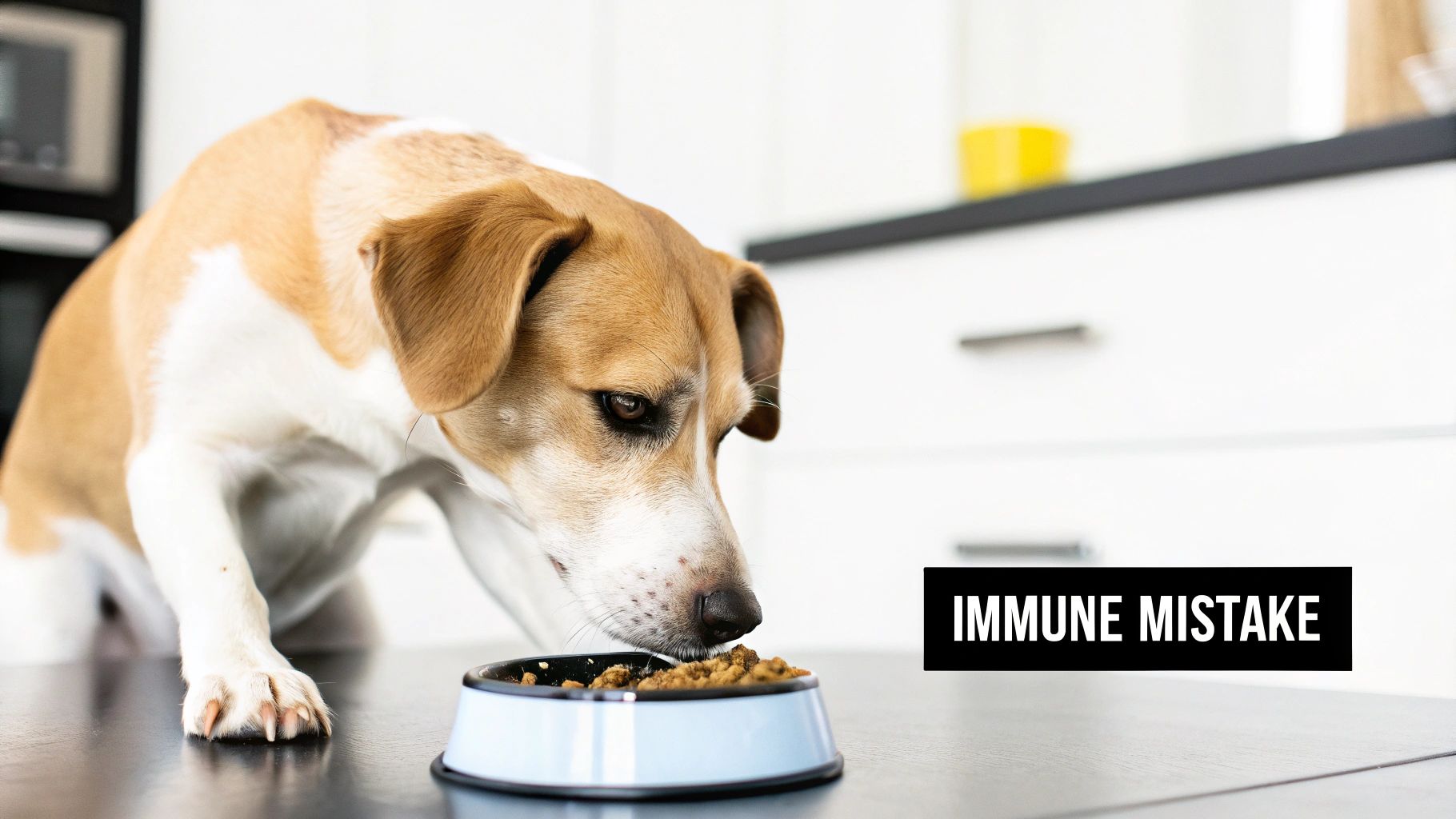 Beagle dog eating kibble from metal bowl on kitchen floor immune system concept