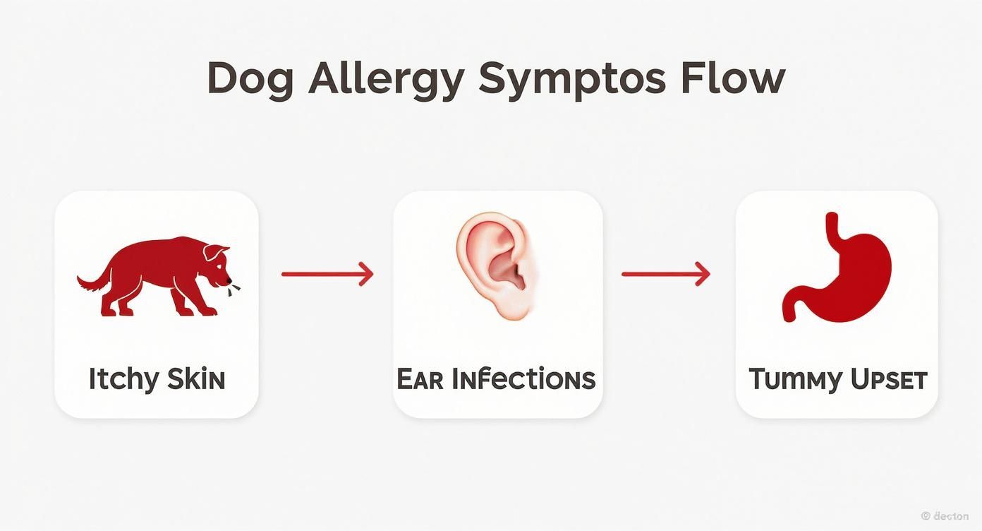Dog allergy symptoms flowchart showing progression from itchy skin to ear infections to tummy upset