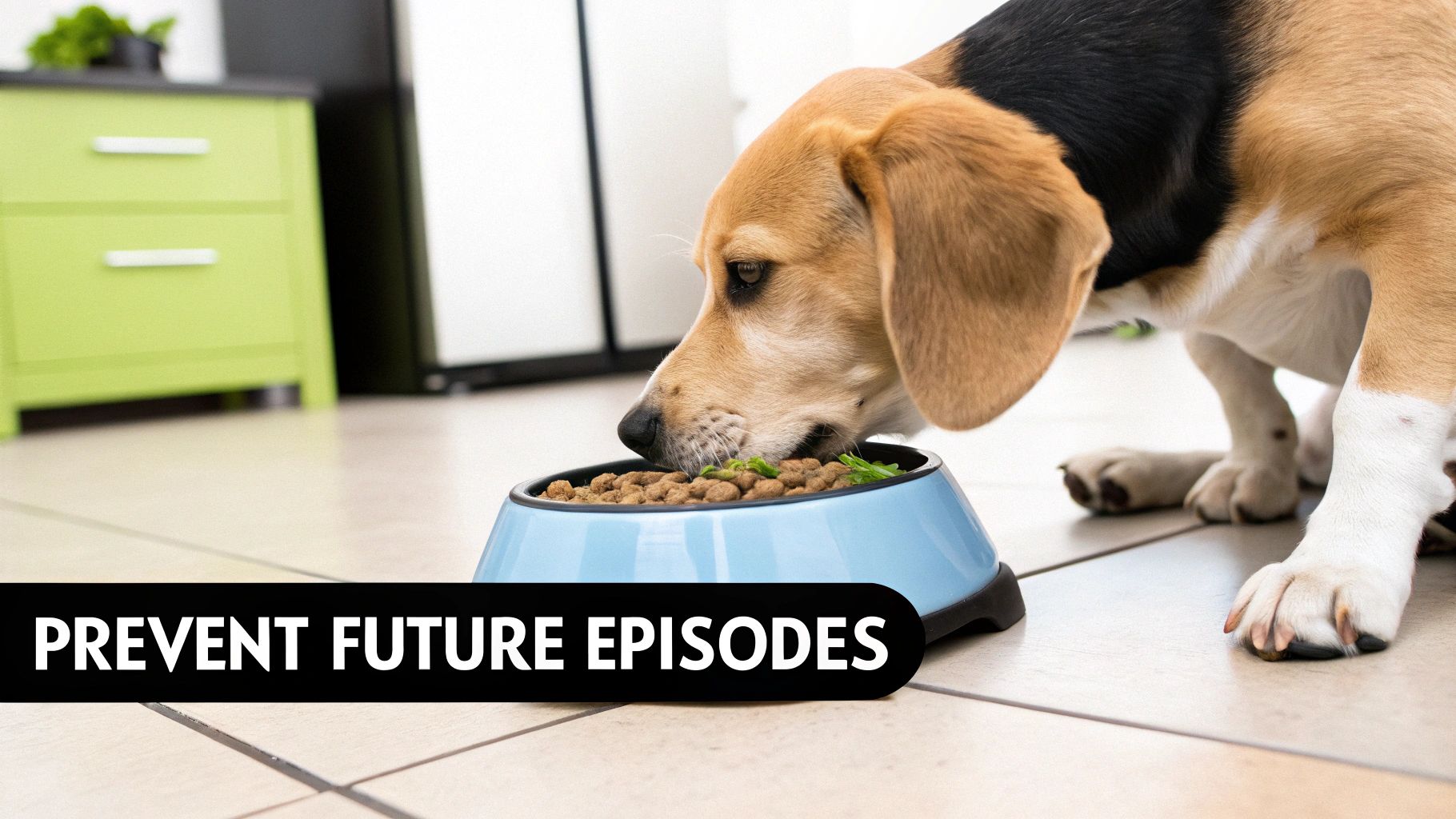 A beagle dog eats kibble from a blue bowl on a tiled floor, with a green cabinet in the background.