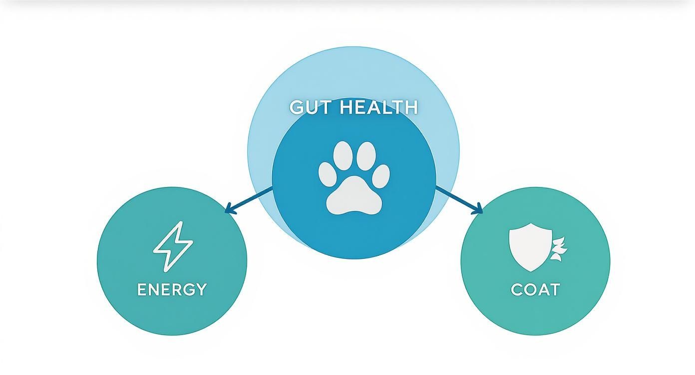 Diagram showing gut health benefits for dogs connecting to energy levels and coat quality