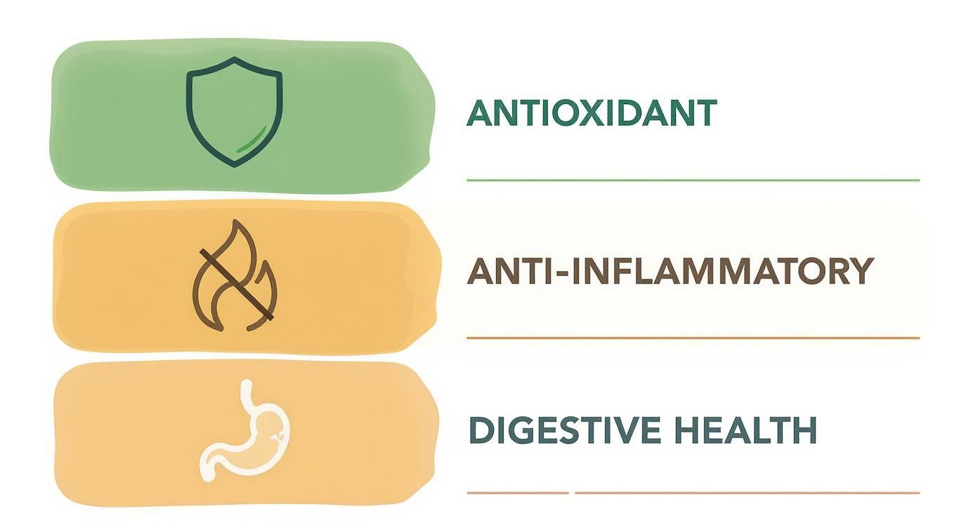 Infographic about is rosemary extract safe for dogs