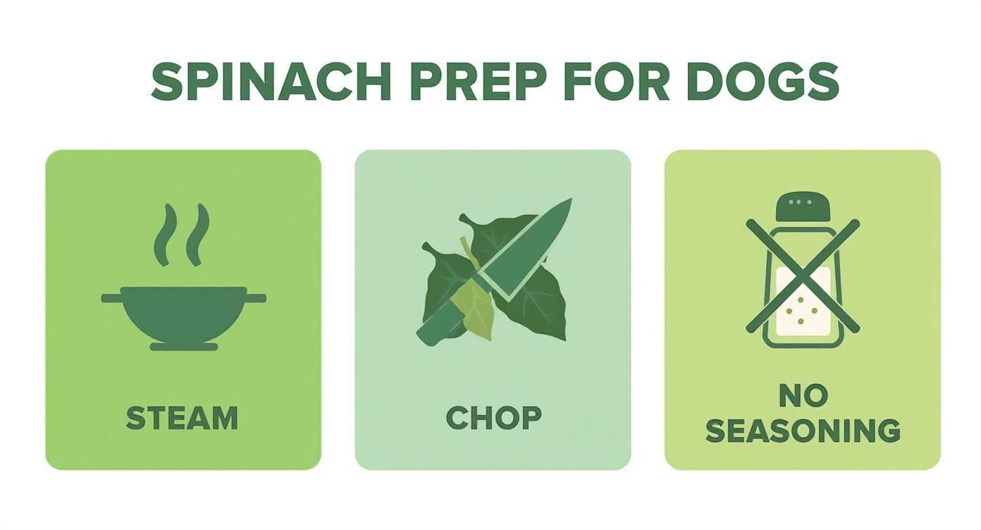 Infographic about is spinach good for dogs