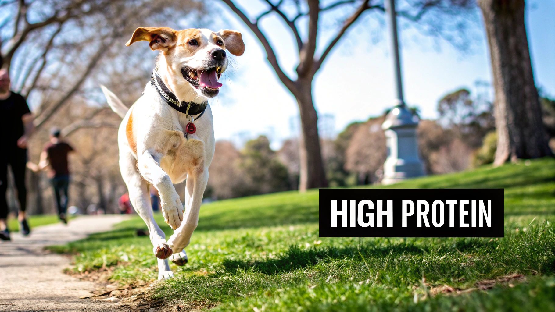 A healthy, happy dog looking up from its bowl of high protein dog food.