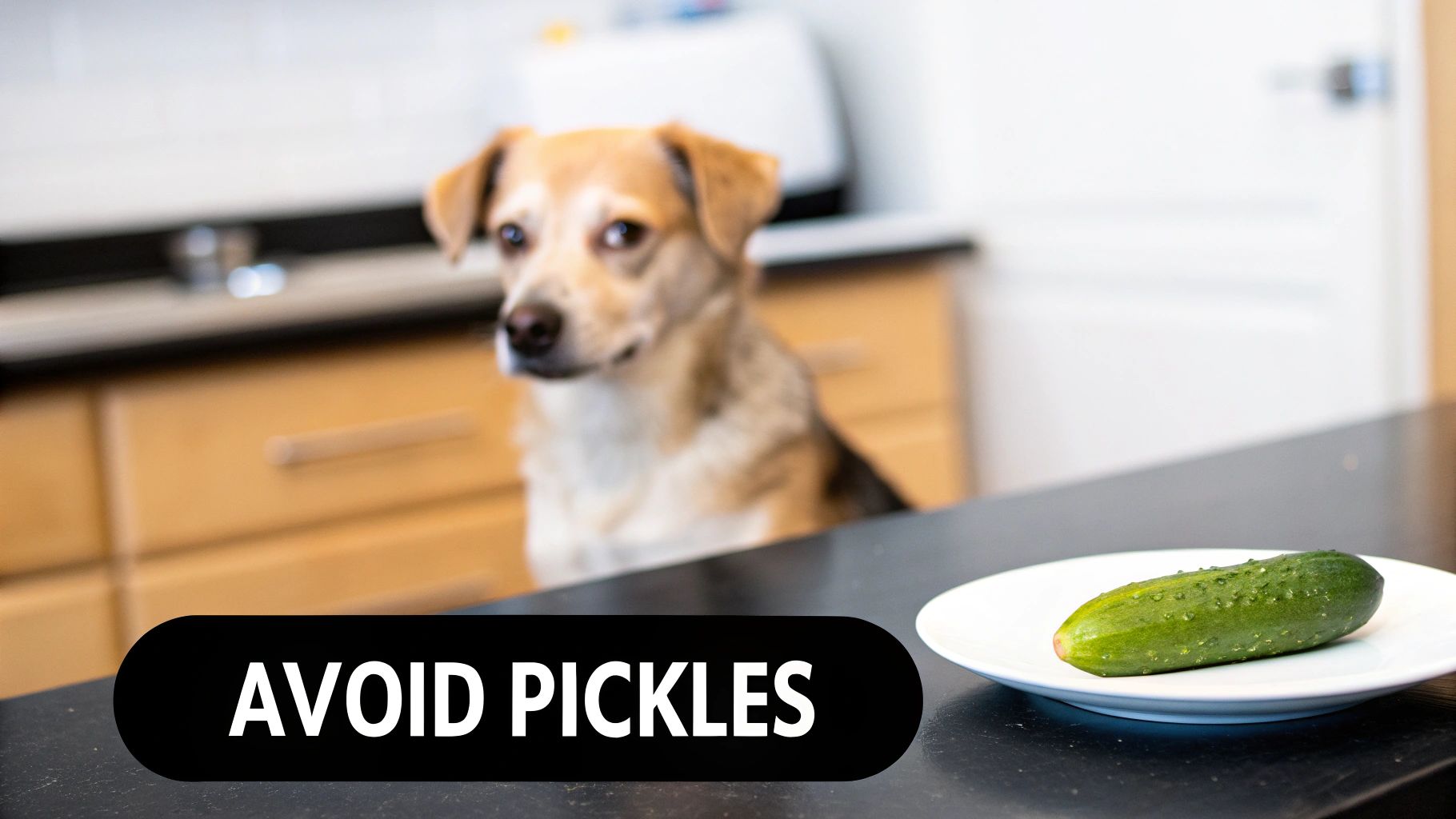 A blurred dog behind a countertop with a plate holding a cucumber and text 'AVOID PICKLES'.