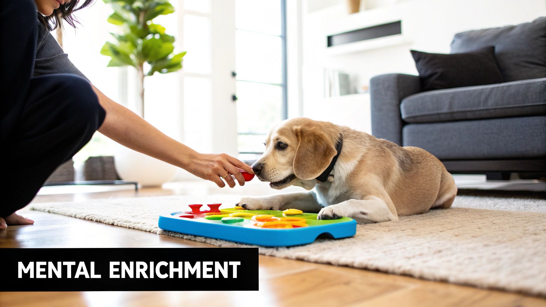 A person engages a cute Beagle dog with a colorful mental enrichment puzzle toy on a rug.