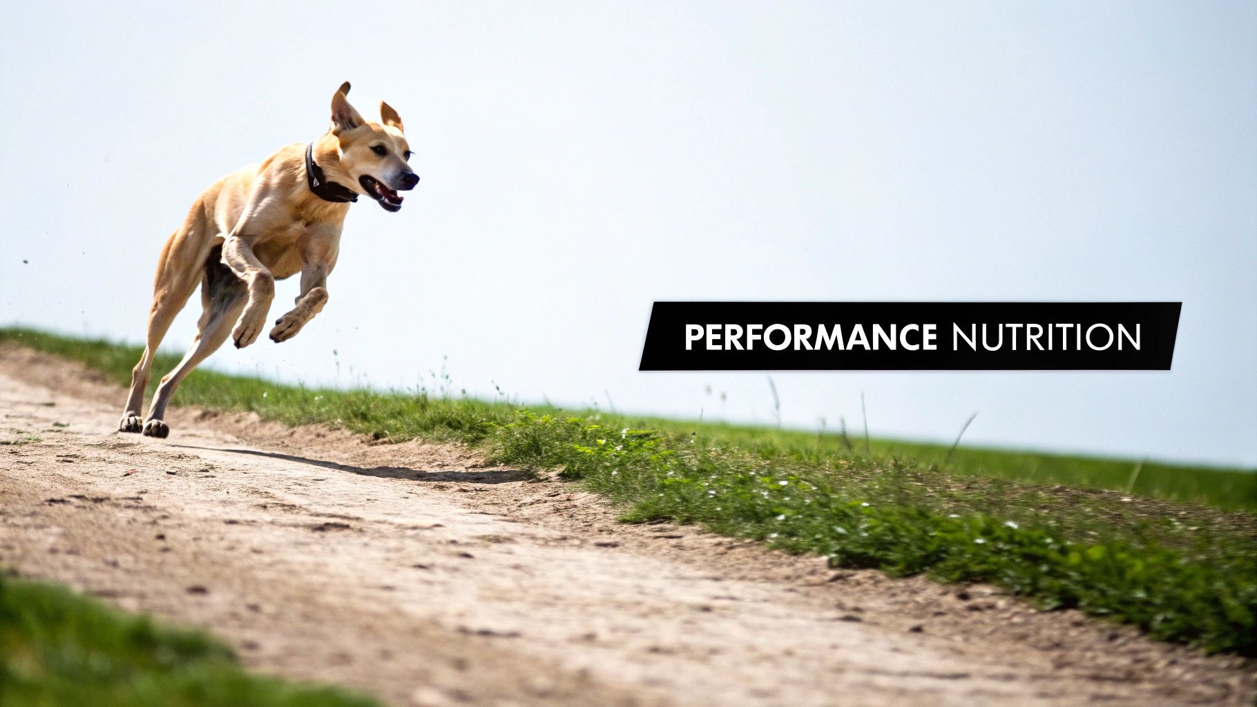 A tan dog leaps in mid-air on a dirt path with green grass, text 'PERFORMANCE NUTRITION'.