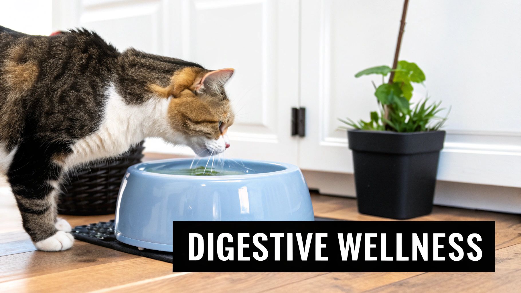 A calico cat is drinking water from a blue bowl on a wooden floor, promoting digestive wellness.