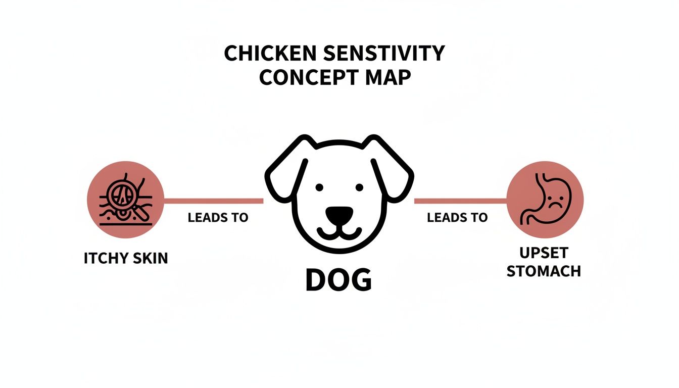 A concept map shows chicken sensitivity leads to itchy skin and upset stomach in dogs.