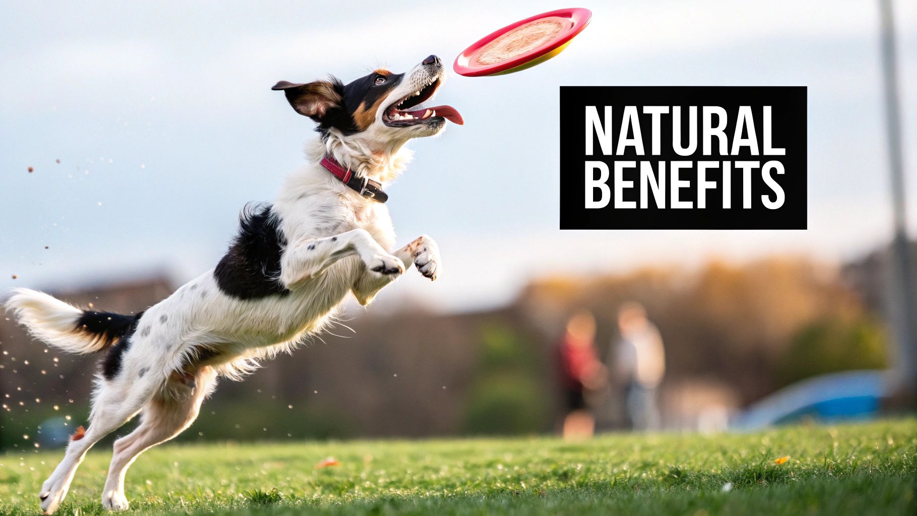 A happy dog running through a field, showcasing healthy joint movement.