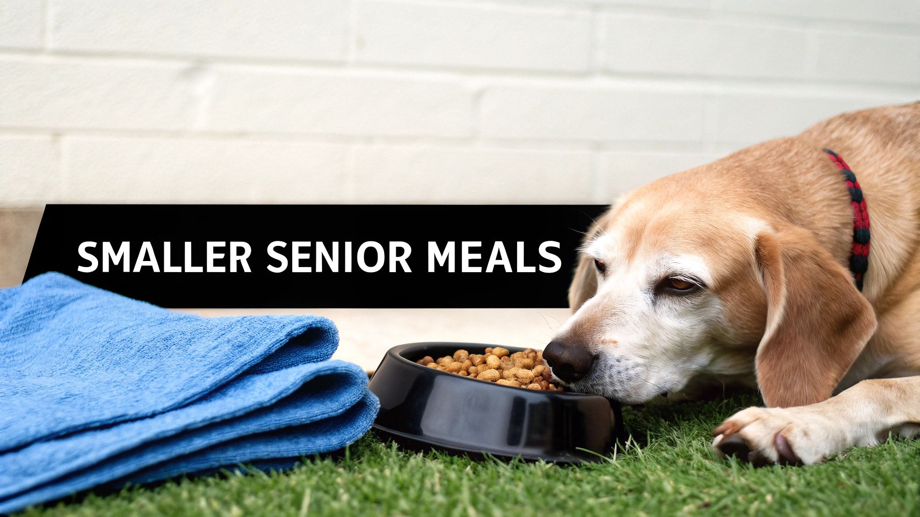 A senior dog lies on green grass, looking at a food bowl with "SMALLER SENIOR MEALS" text.