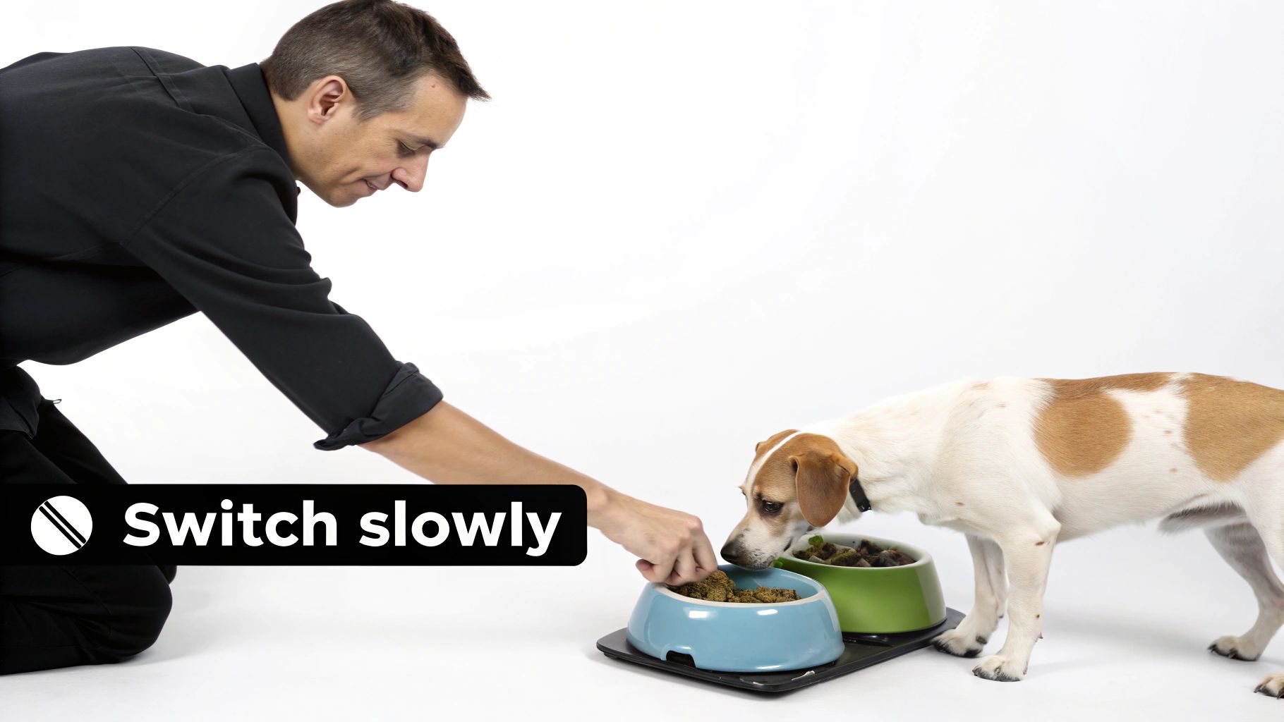 A man kneels, offering dog food from two bowls to a small brown and white dog.