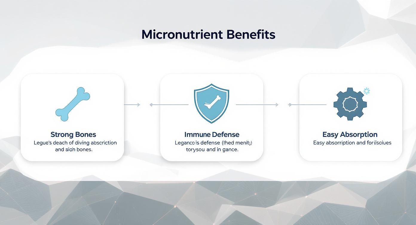 Infographic about good ingredients for dog food