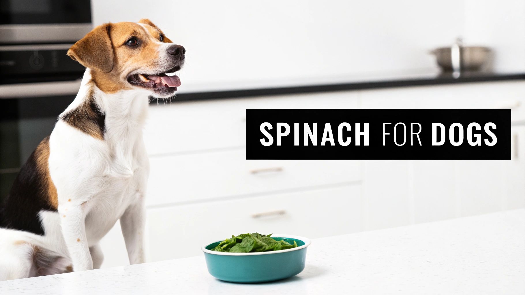 A happy beagle-mix dog looking at a bowl of spinach on a kitchen counter, with "Spinach for Dogs" text.