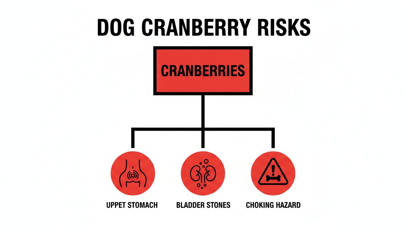 A flowchart detailing dog cranberry risks, including upset stomach, bladder stones, and choking hazard.