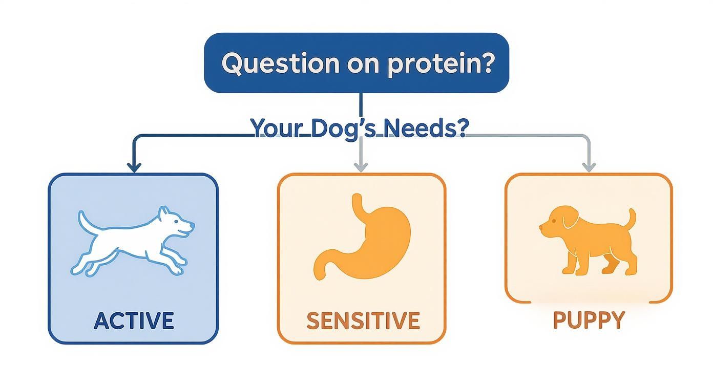 A flowchart illustrating dog protein needs based on whether the dog is active, sensitive, or a puppy.