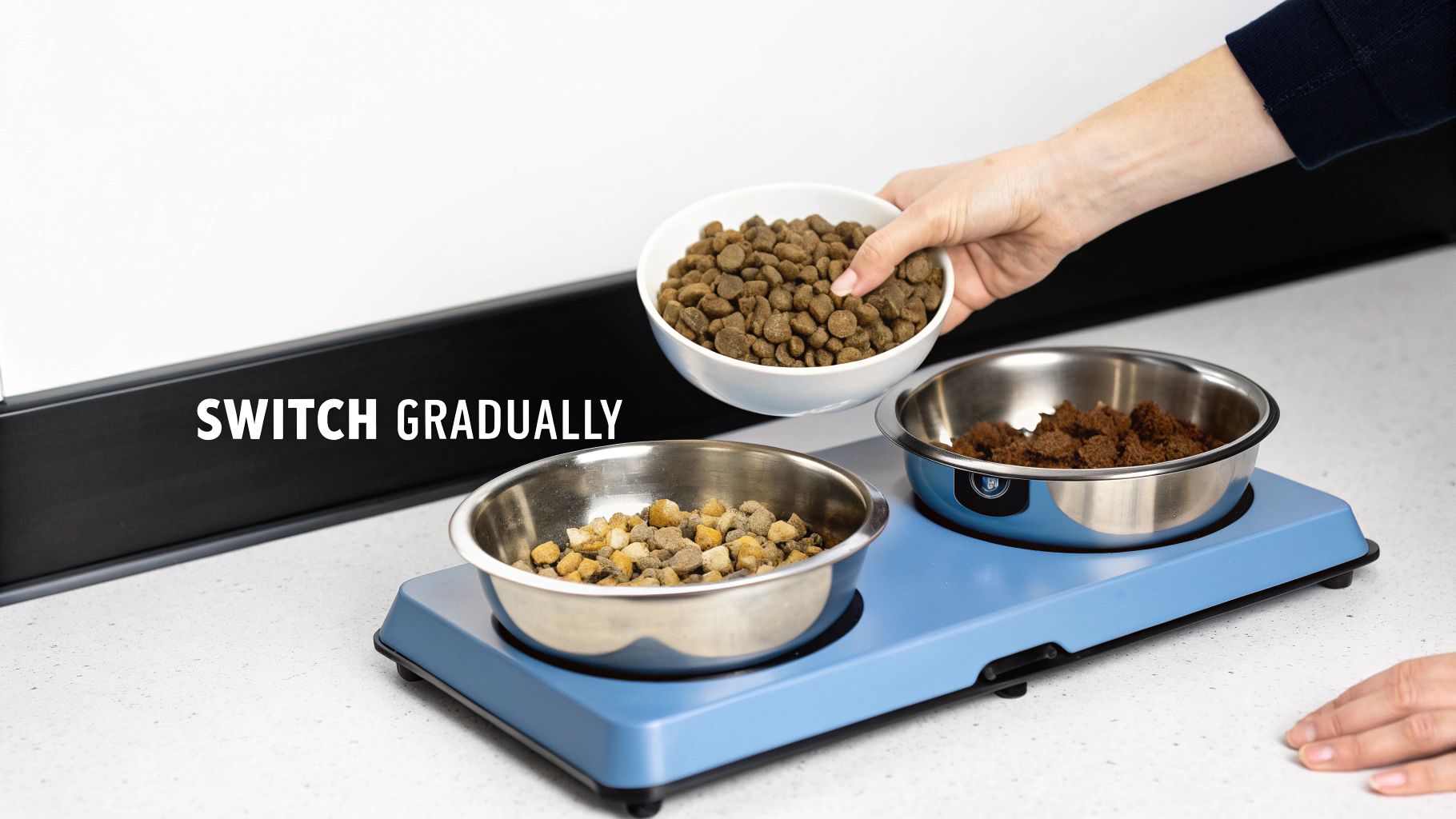 A Pet Parent's Guide to Cat Food with Natural Ingredients – JoyFull Pet