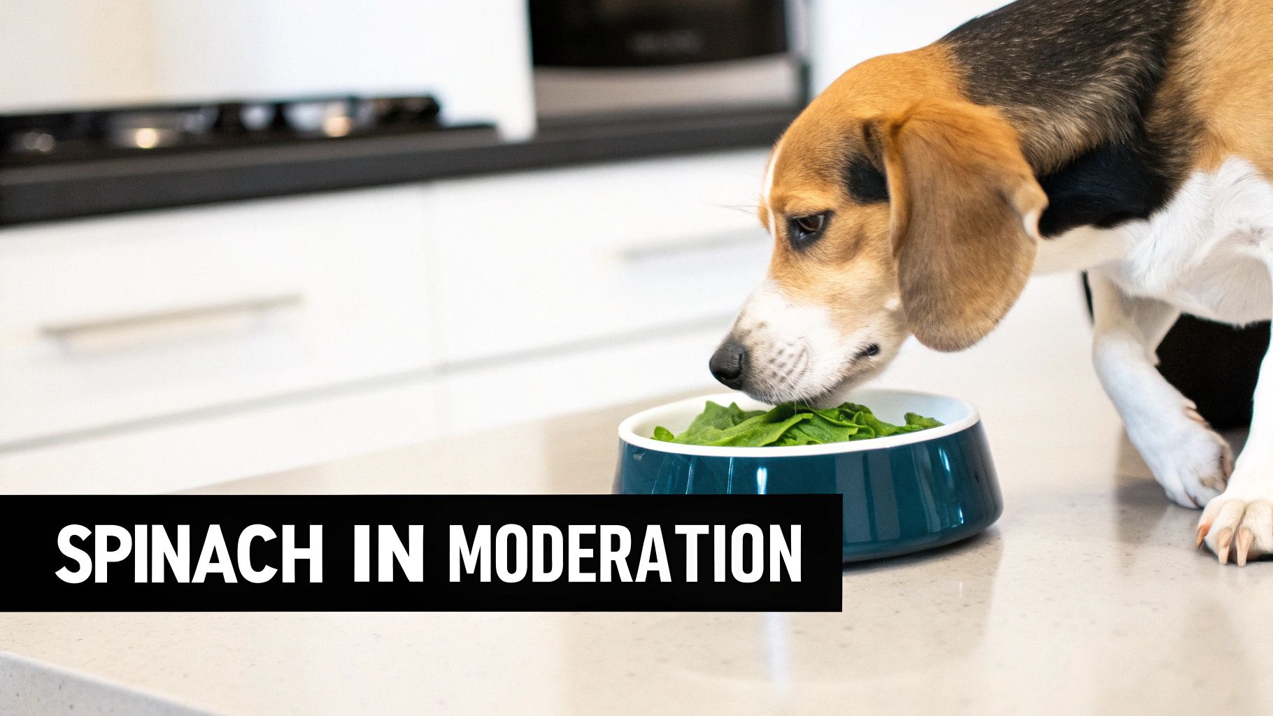 A happy dog sitting next to a bowl of fresh spinach leaves.