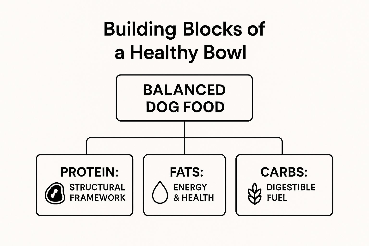 Infographic about good ingredients in dog food
