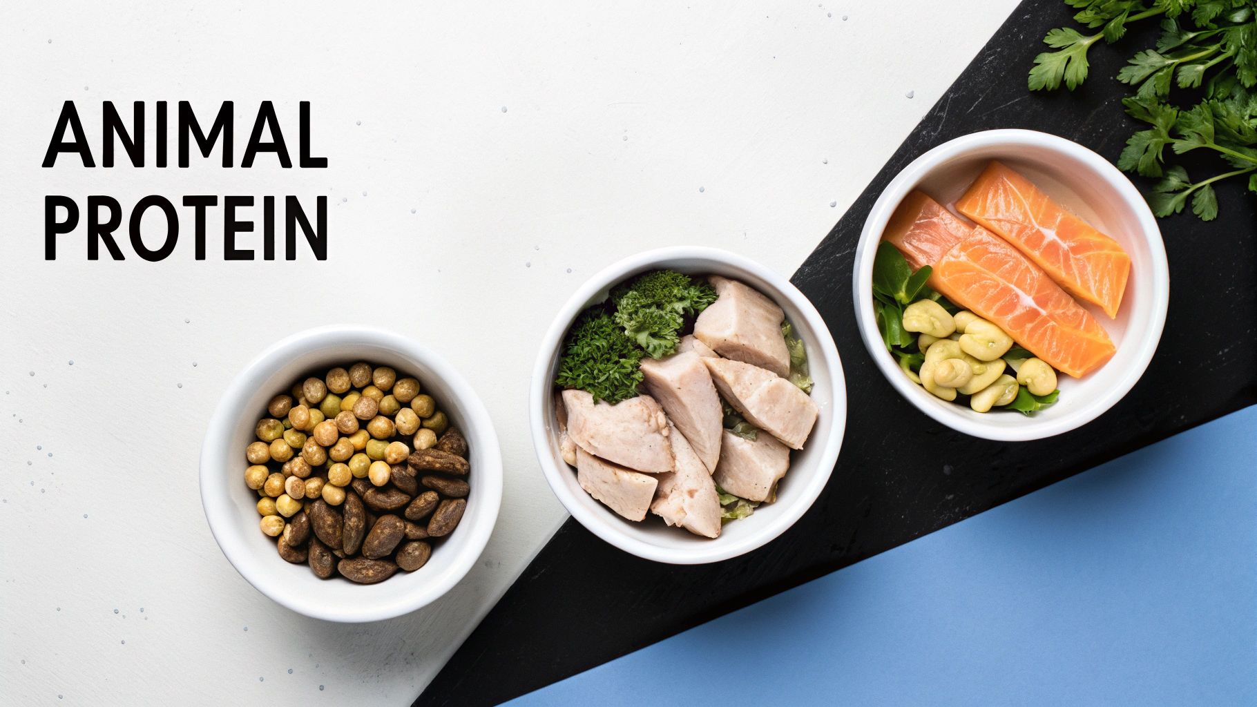 Overhead view of three bowls displaying chicken, salmon, and other protein sources, labeled 'ANIMAL PROTEIN'.
