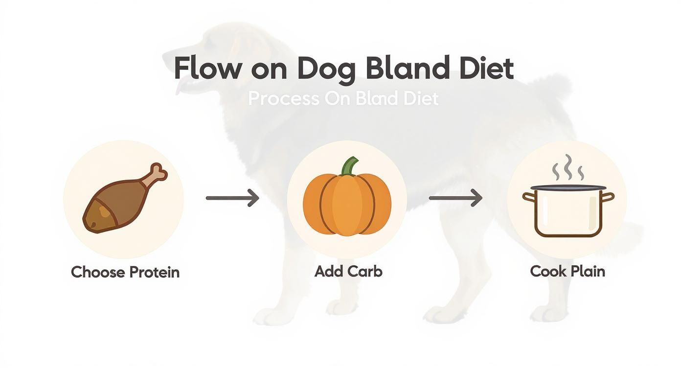 Infographic about what to feed dogs with upset stomach