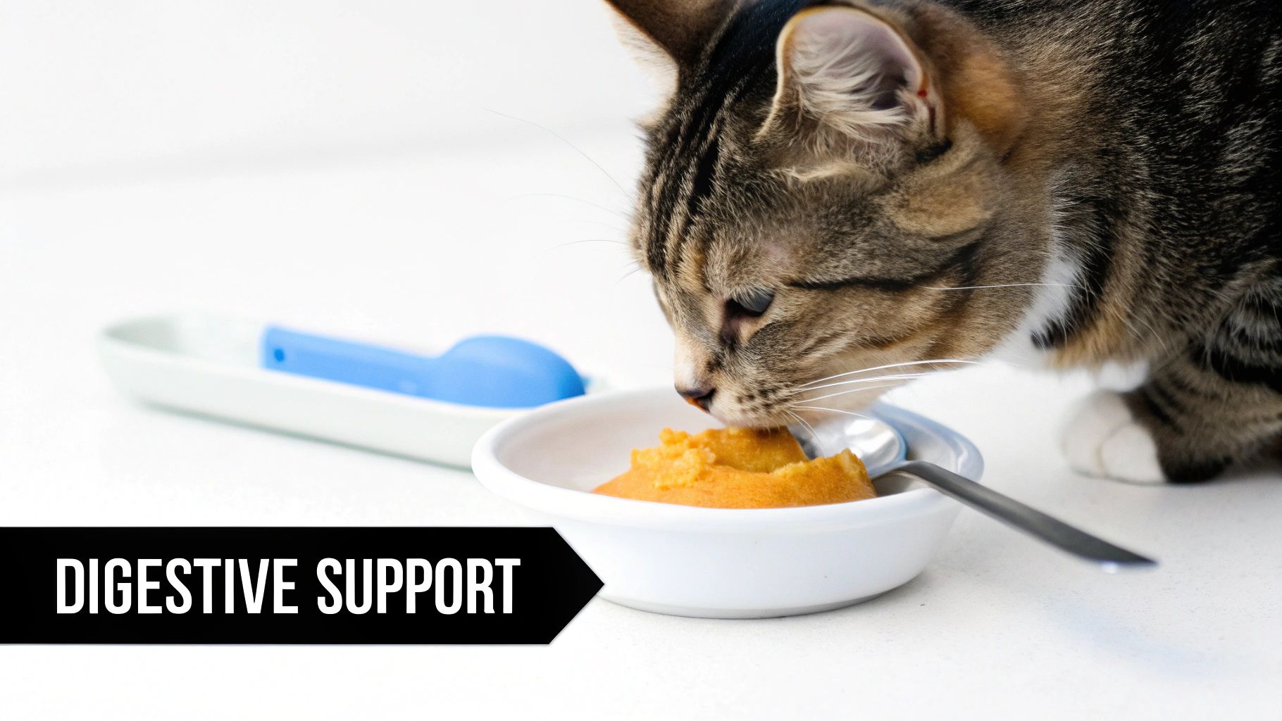 A cat next to a bowl of food with pumpkin puree, illustrating natural digestive support.