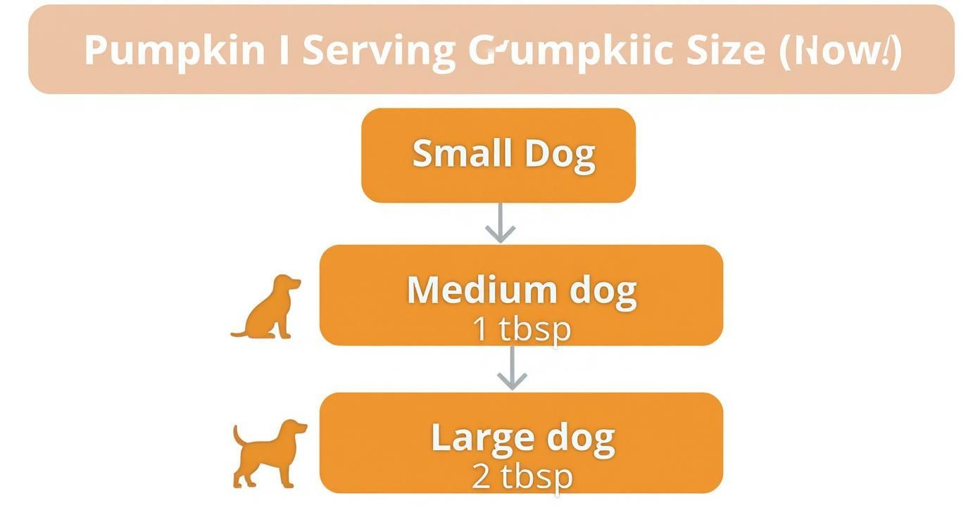 Infographic about can dogs eat pumpkin