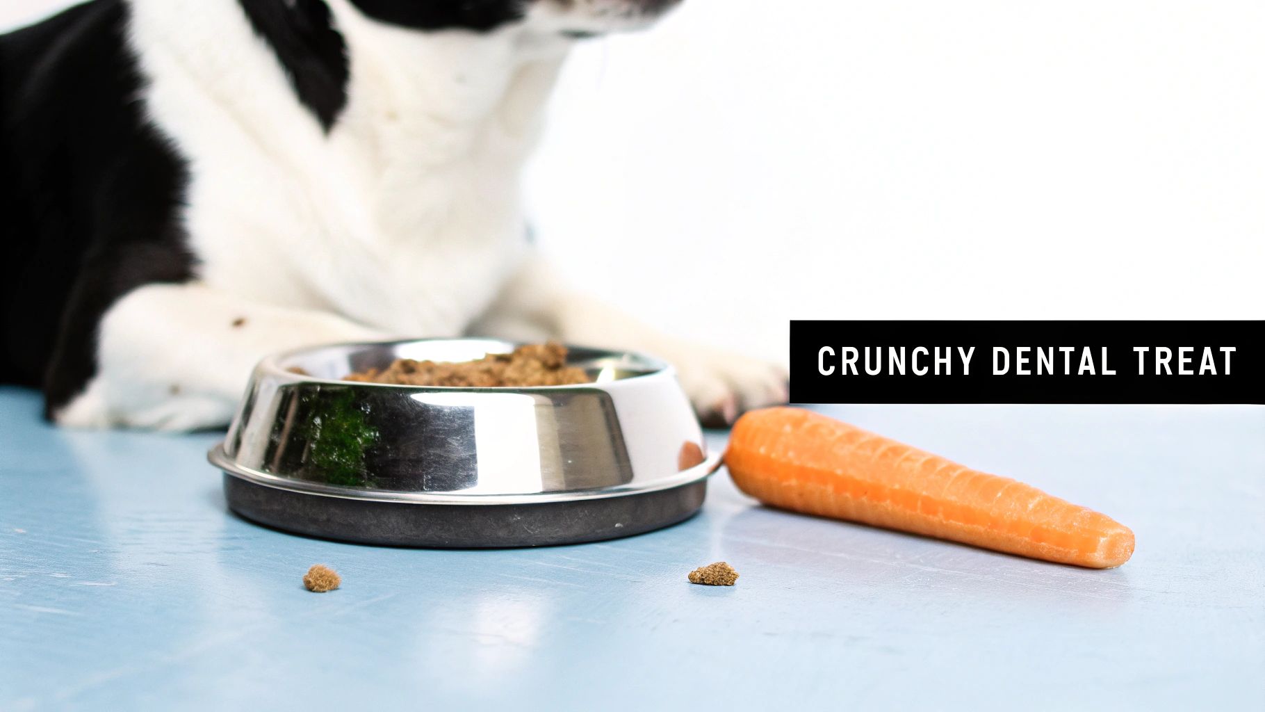 A black and white dog resting behind a bowl of kibble, a carrot, and dental treats.