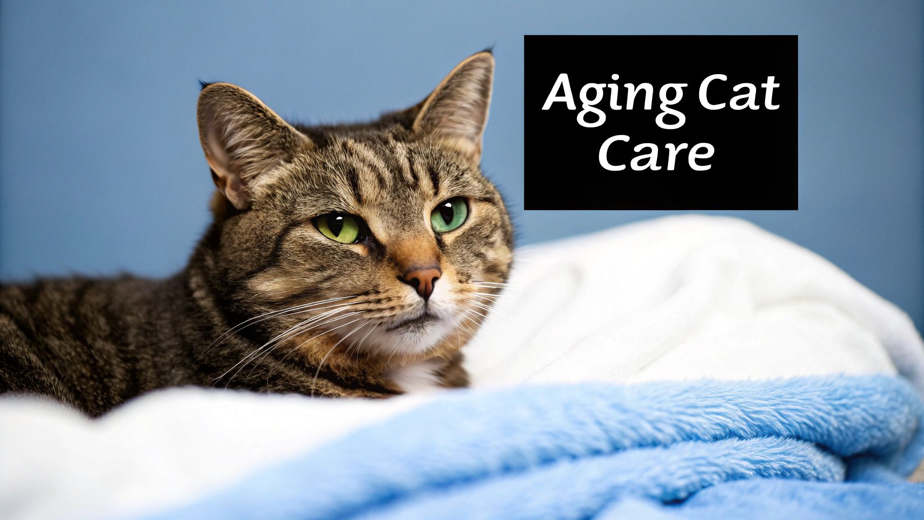 A tabby cat with bright green eyes looks forward, resting on a white and blue blanket. Text overlay: Aging Cat Care.