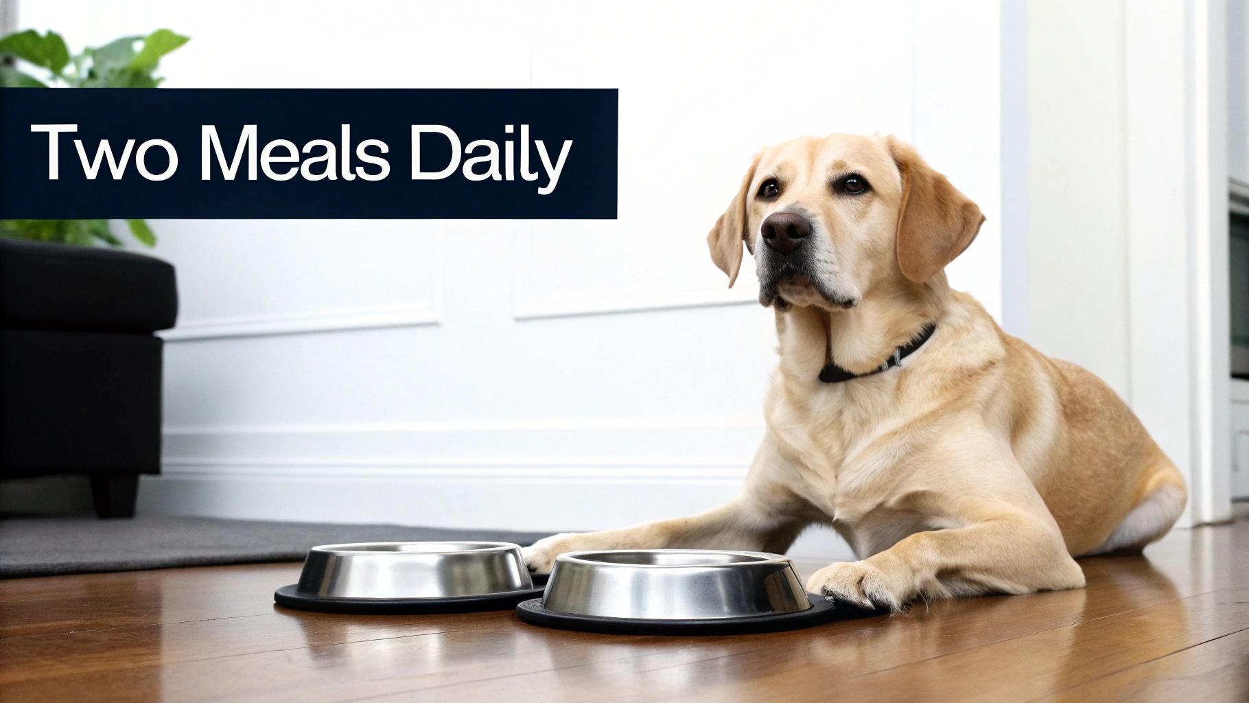 A yellow Labrador dog lies on a wooden floor next to two empty food bowls, with text “Two Meals Daily”.