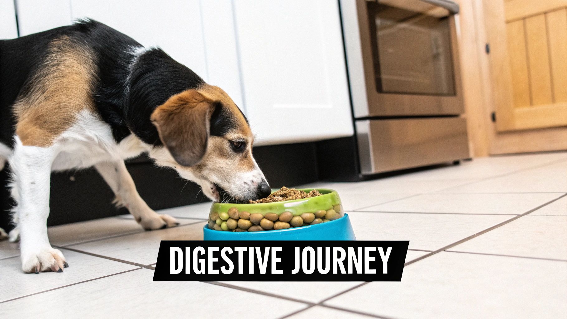 A happy dog sitting in a field of grass, looking healthy and content