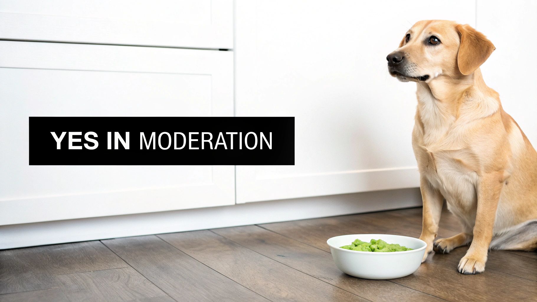 A golden dog sits looking right, next to a white bowl of green food, with a "YES IN MODERATION" sign.