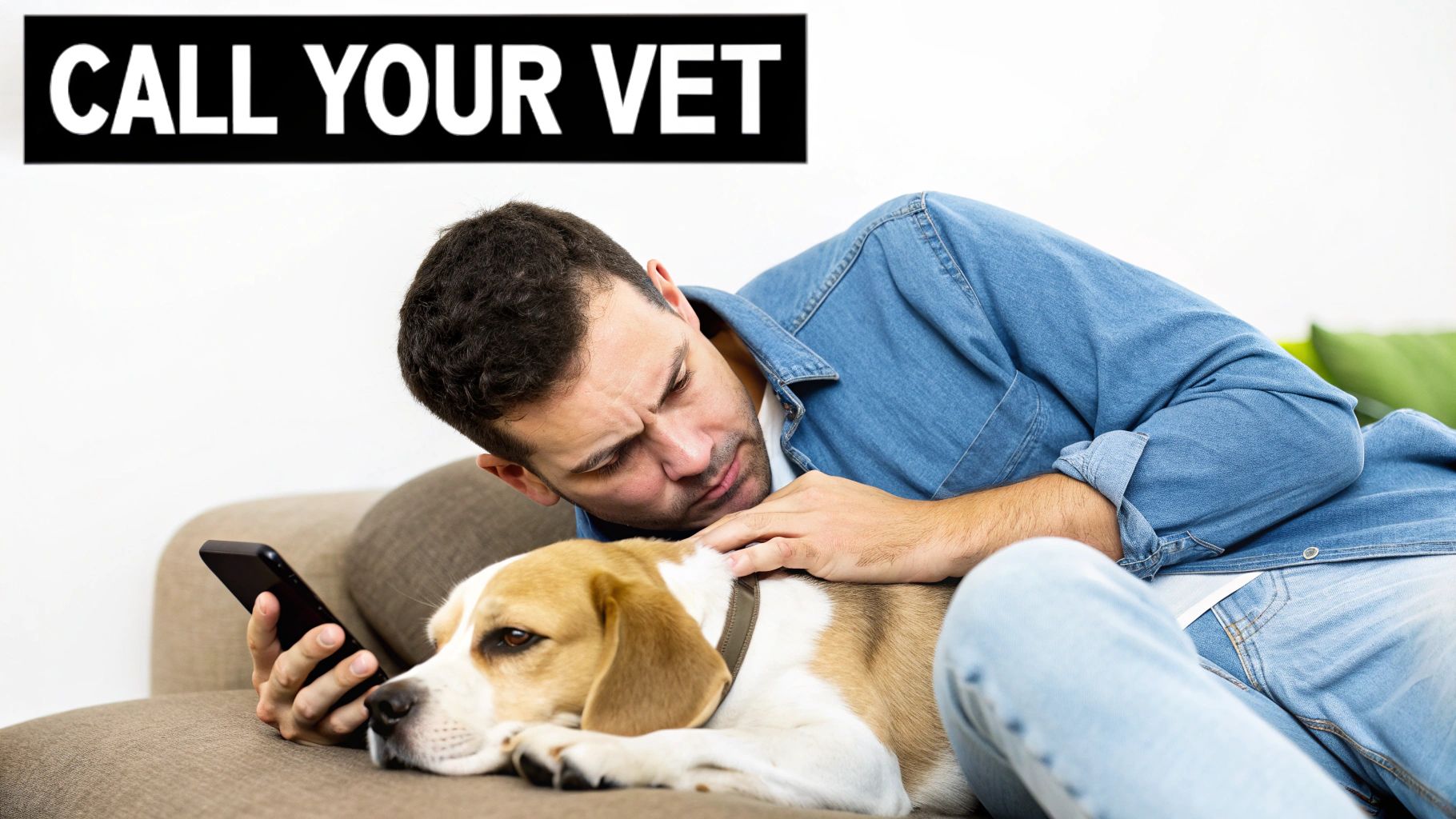 A concerned veterinarian examining a sad-looking Beagle on a stainless steel table.