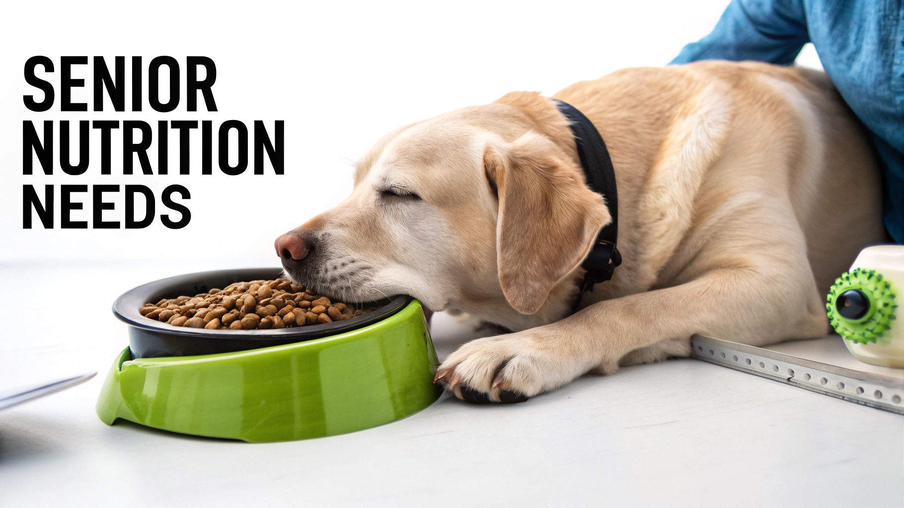 A light-colored senior dog, possibly a Labrador, sleeping with its head on a bowl of kibble. Text reads 'SENIOR NUTRITION NEEDS'.