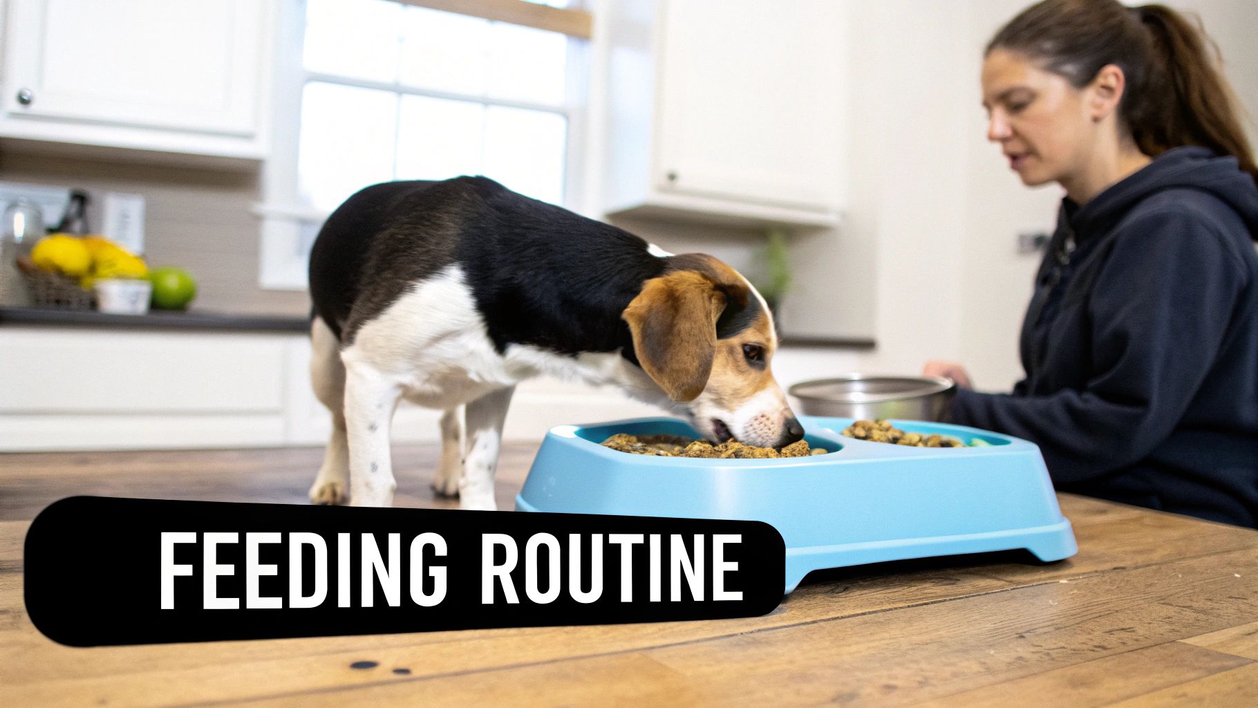 A person using a puzzle feeder toy to make mealtime more engaging for their dog.