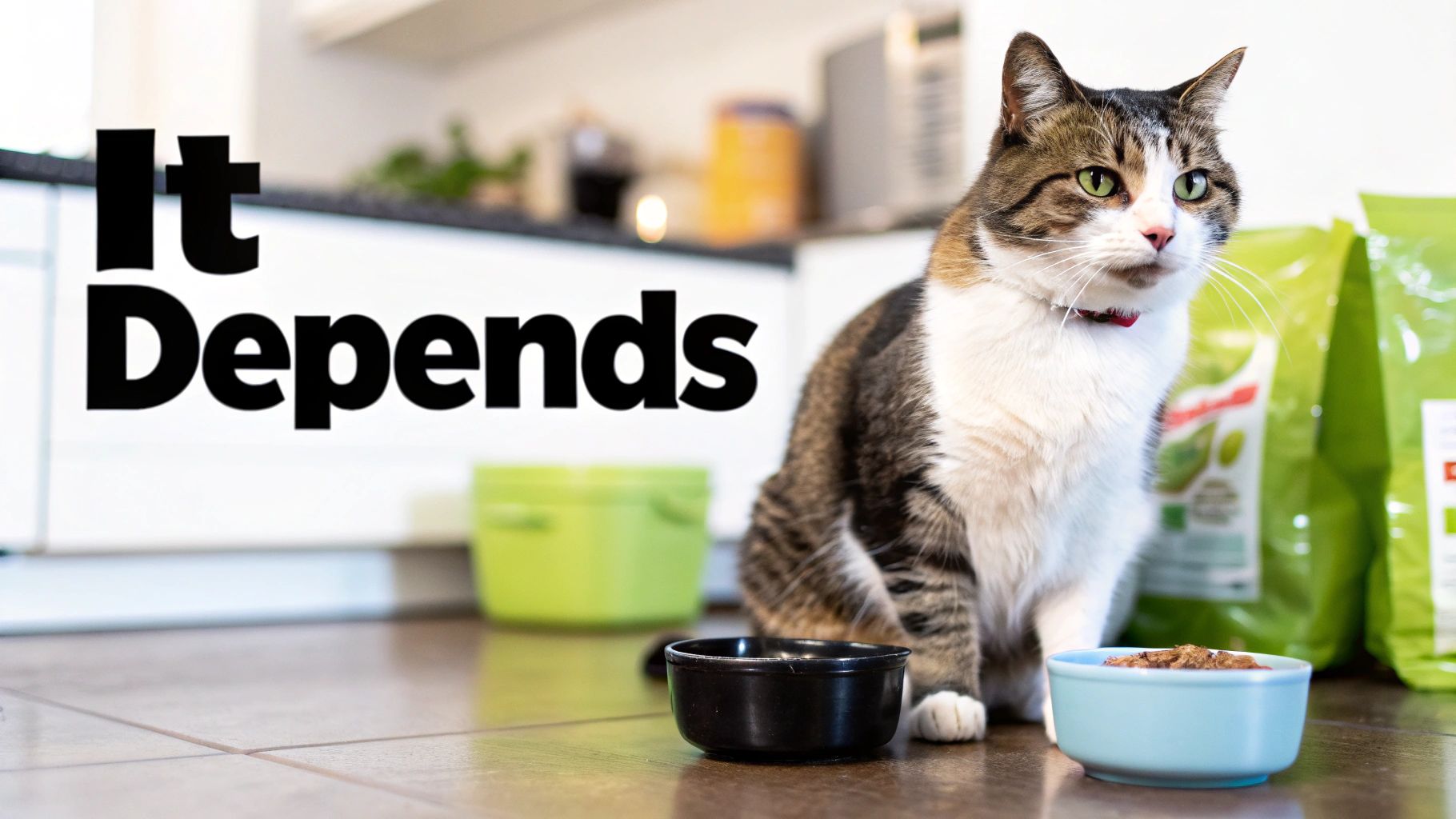 A domestic cat with green eyes sits on a tiled floor between two bowls, with food bags and text "It Depends".