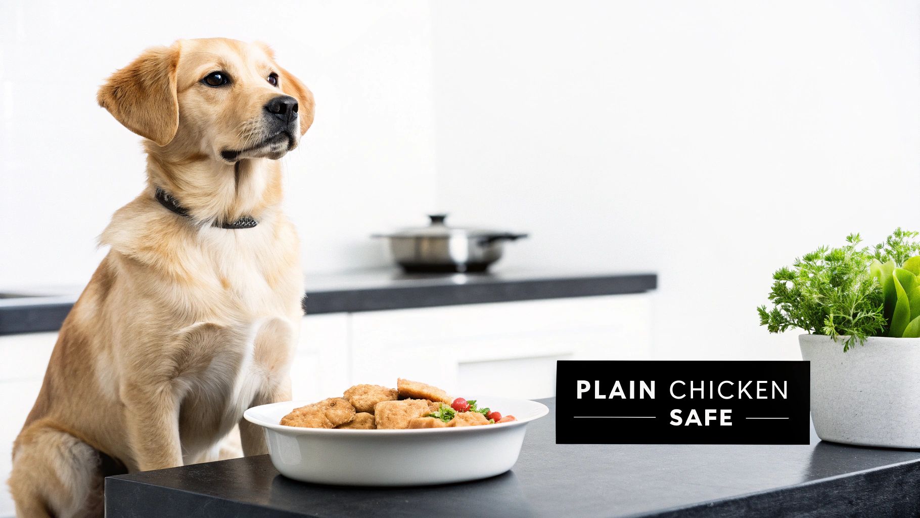 A golden retriever dog sits attentively next to a bowl of plain chicken in a kitchen.
