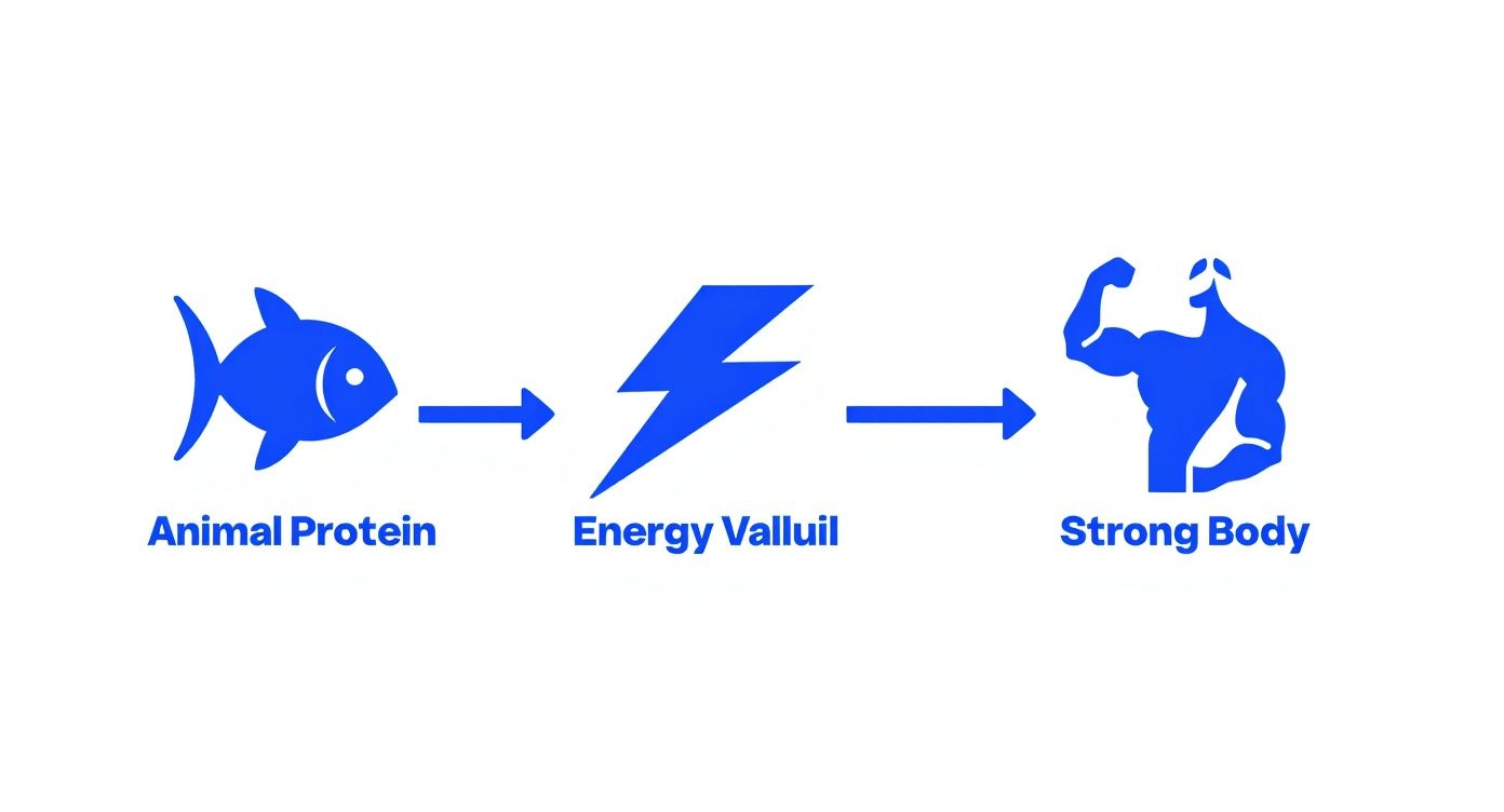 Infographic about best protein for cats