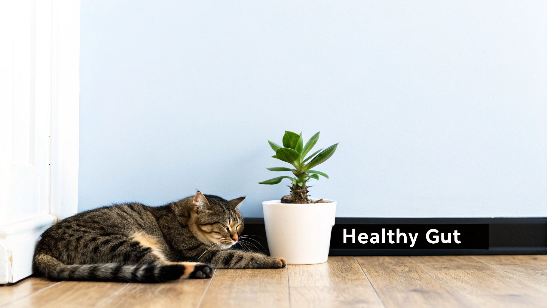 A fluffy cat sitting next to a bowl of food with probiotics sprinkled on top.