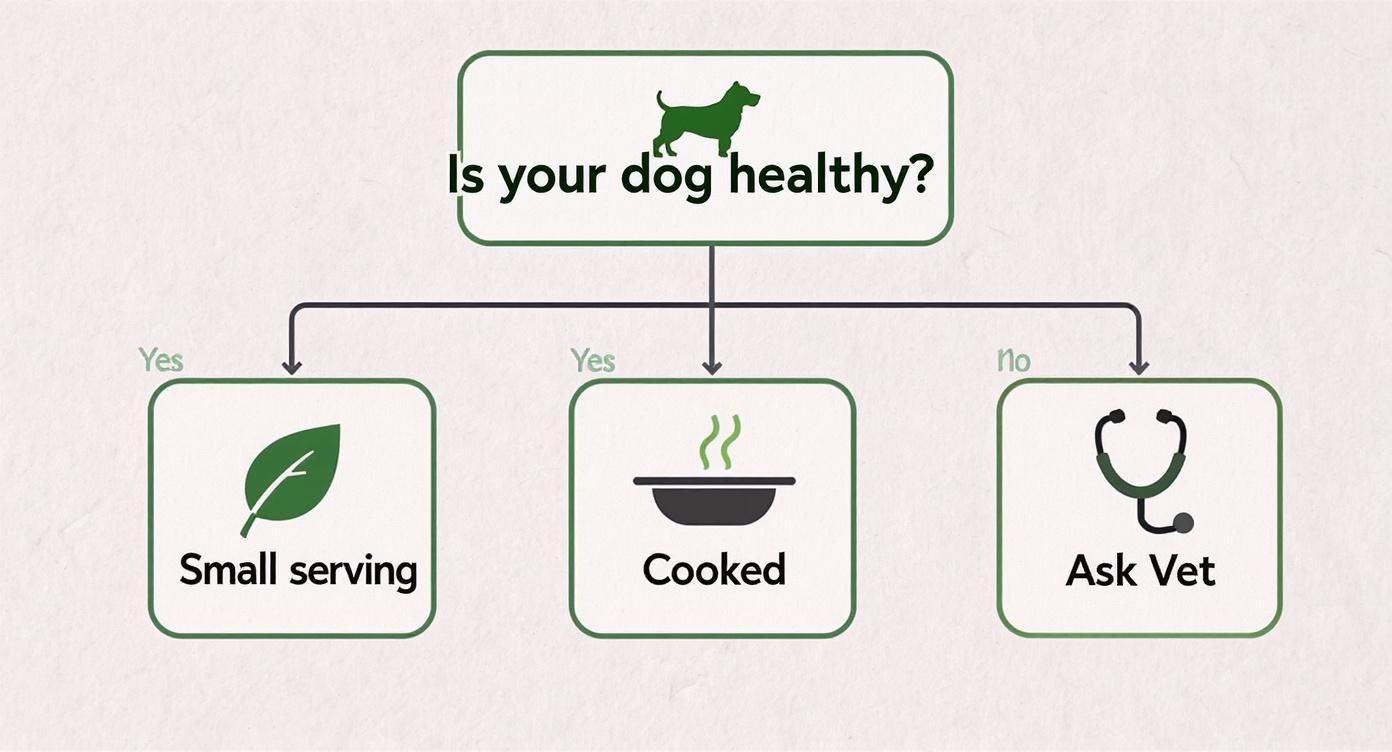 A flowchart asking "Is your dog healthy?" with branches for "Small serving", "Cooked", and "Ask Vet".