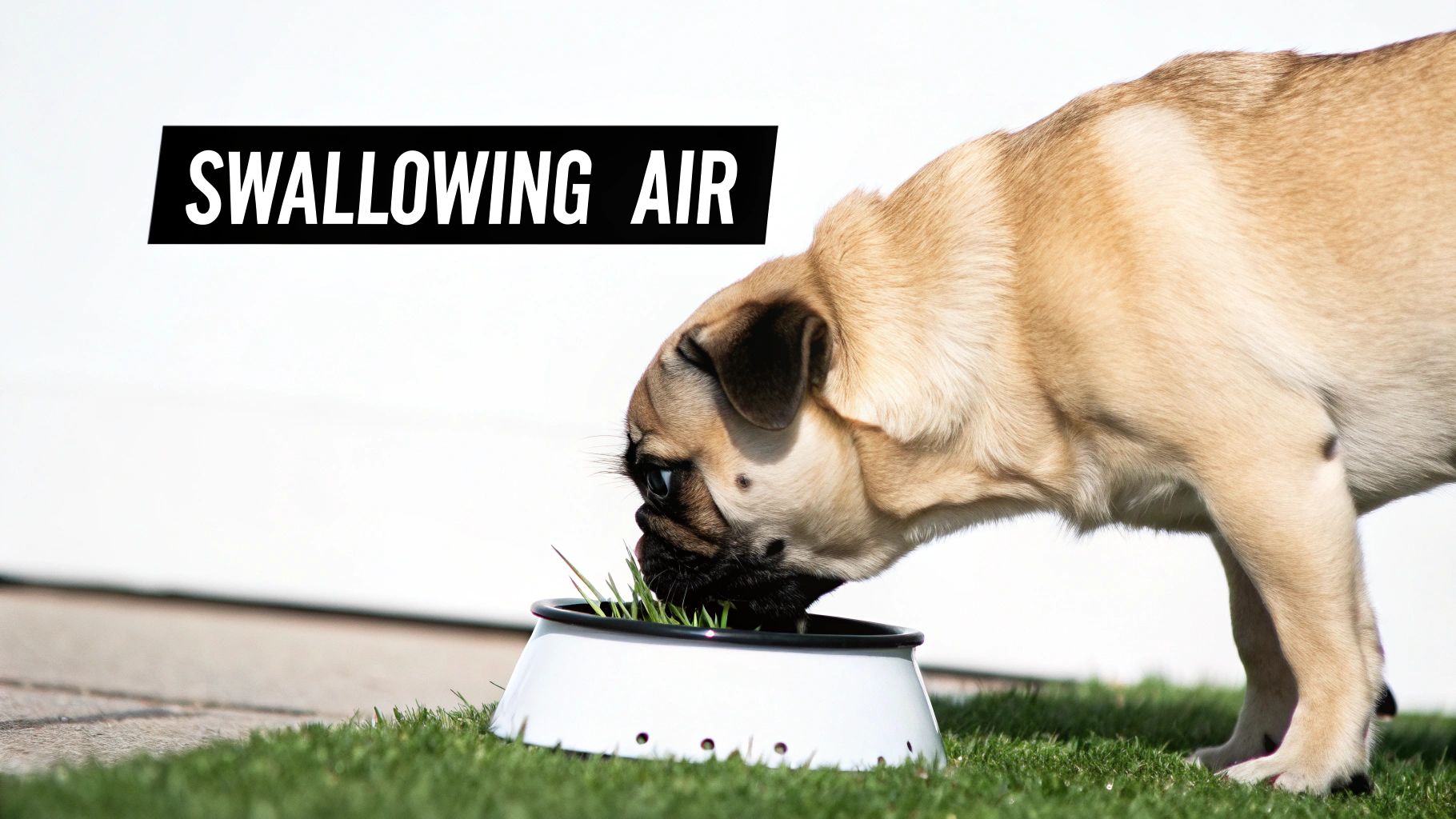 A close-up of a pug dog eating green grass from a white bowl outdoors, with text 'SWALLOWING AIR'.